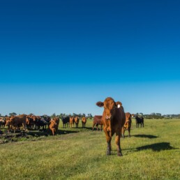 Cattle Copyright Richard Cornish. Credit Richard Cornish. 19 uai