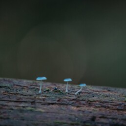 DMRT 0533 BLUE FUNGI IN REGION KS 2015 uai