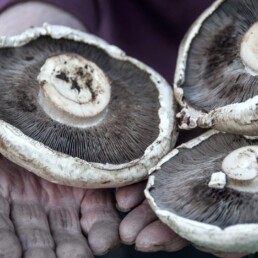 Agaricus campestris AGA2072 1500x750 1 uai