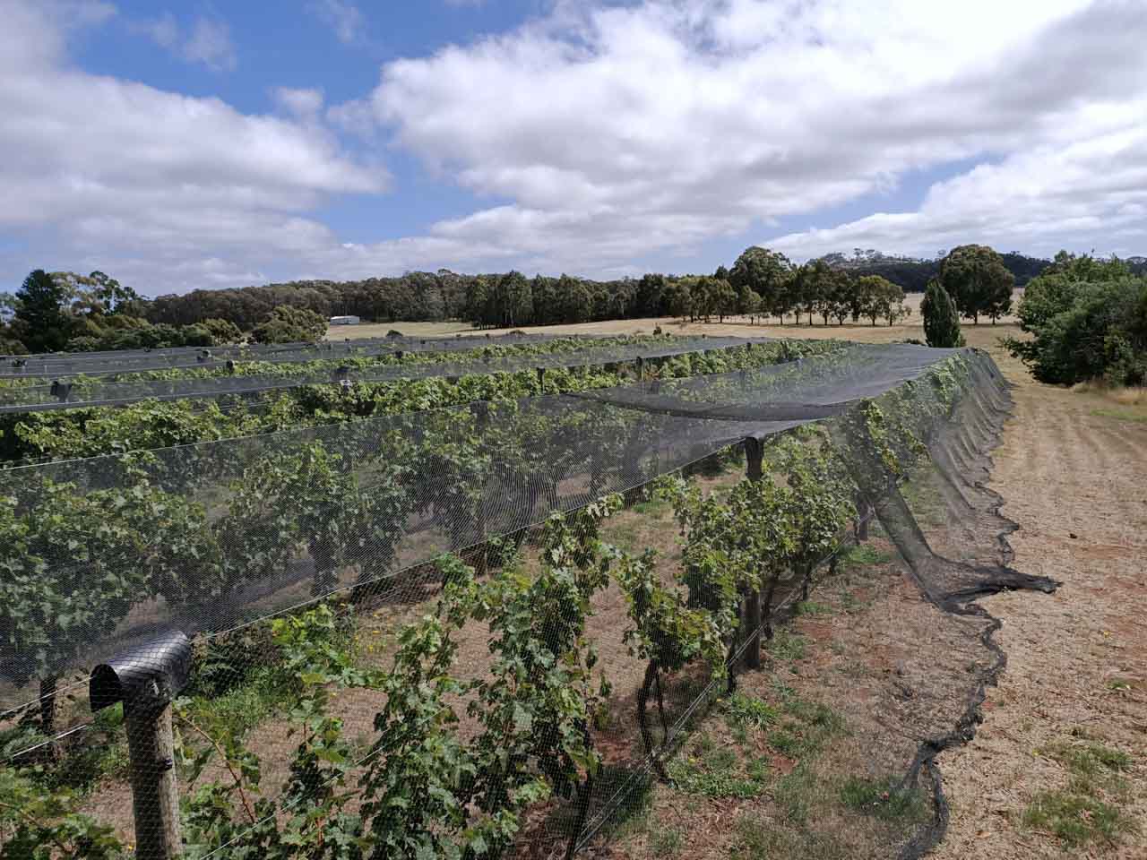 Wombat Forest Winery 3