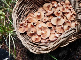 170508 Mushroom foraging 115 uai