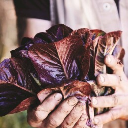 Produce from Angelica Organics