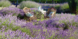 Lavender Seats uai