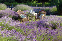 Lavender Seats uai