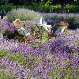 Lavender Seats uai