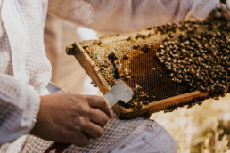 Beekeeping Dan the Bee Man INKD Photography 200323 56 uai