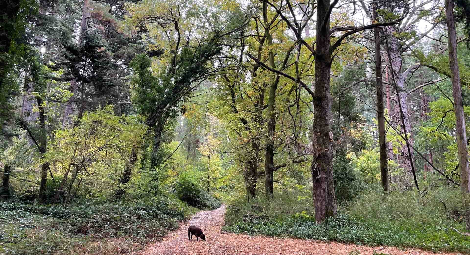 La Gerche Forest Walk